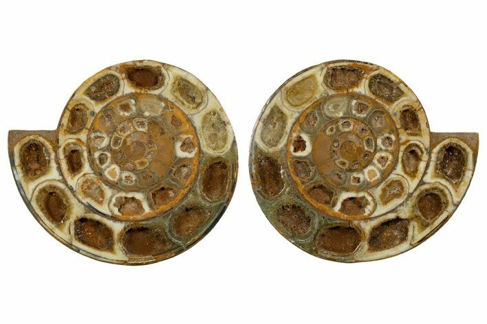 Cut & Polished Jurassic Ammonite (Perisphinctes) Fossil #344936